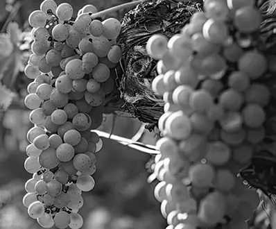 Cold Storage for the Wine Sector